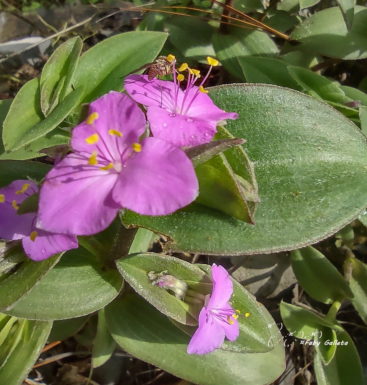 Tradescantia sillamontana